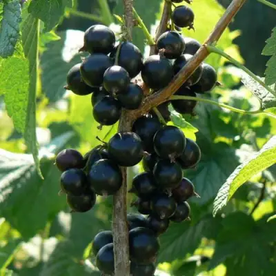 Смородина черная ВОЛОГДА в Витебске