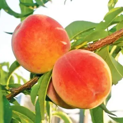 Персик ОНТАРИО в Витебске