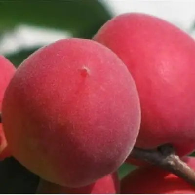 Абрикос РУБИН в Витебске