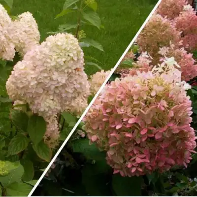 Комплект НЕЖНЫЕ ЧУВСТВА в Витебске