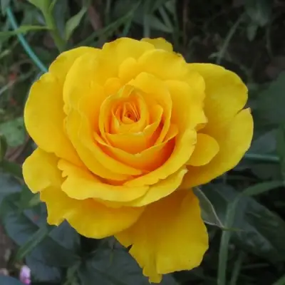 Роза КЕРИО чайно-гибридная в Витебске