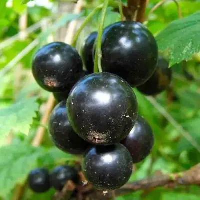 Смородина чёрная ЛЕНТЯЙ в Витебске