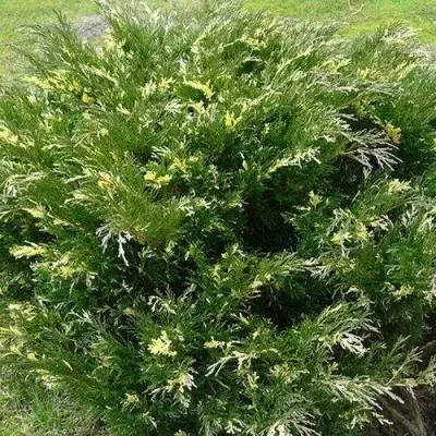 Можжевельник АНДОРА ВАРИЕГАТА горизонтальный  в Витебске
