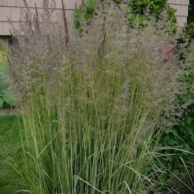 Вейник АВАЛАНШ остроцветковый в Витебске