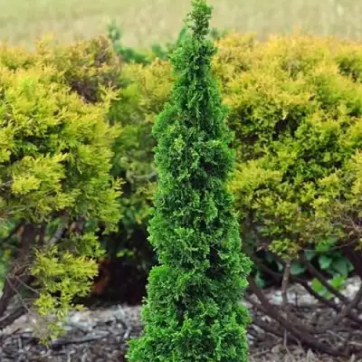 Туя СПИРАЛИС МИНИ западная в Витебске