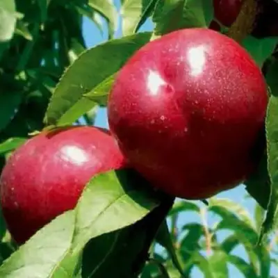 Нектарин МЕДВЕДЕВСКИЙ в Витебске