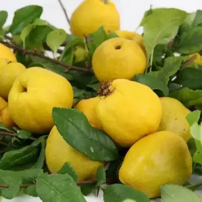 Айва ЯПОНСКАЯ в Витебске