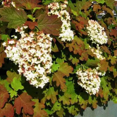 Гортензия БЛЭК ПОРШ дуболистная в Витебске