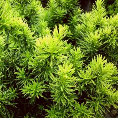 Тис ДАВИД ягодный в Витебске