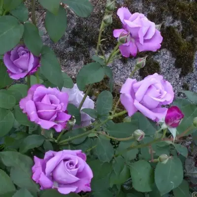 Роза СИЛЬВЕР СТАР чайно-гибридная в Витебске