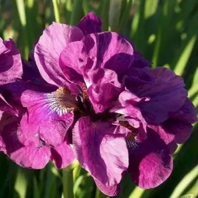 Ирис БАНДЛ ОВ ДЖОЙ сибирский в Витебске