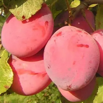 Слива ФАВОРИТЕ ДЕ СУЛТАНО в Витебске