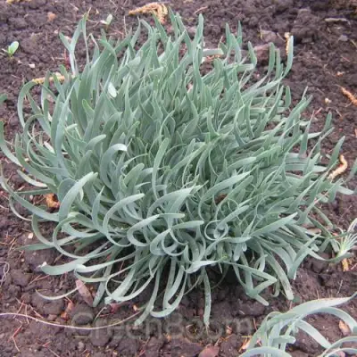 Лук СПИРАЛИС горный в Витебске