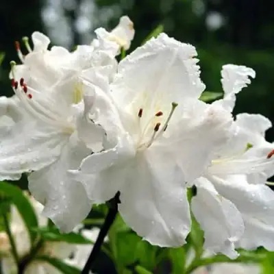 Азалия ОКСИДОЛ листопадная в Витебске