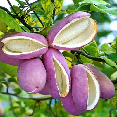 Акебия ПЯТЁРНАЯ  в Витебске