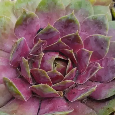 Молодило УФО в Витебске