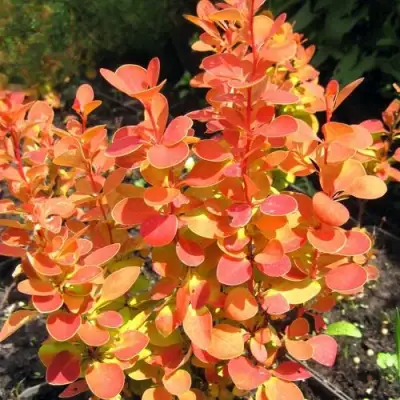 Барбарис ОРАНЖ ФАЙЕР тунберга в Витебске