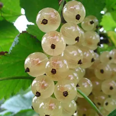 Смородина белая ЮТЕРБОРГСКАЯ в Витебске