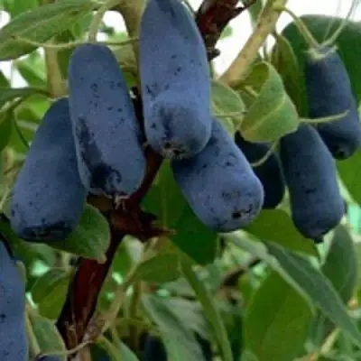 Жимолость съедобная ВОЛХОВА в Витебске