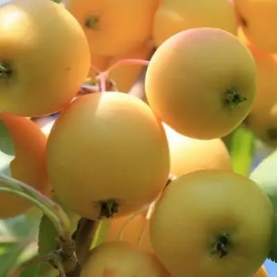 Яблоня УРАЛЬСКОЕ НАЛИВНОЕ в Витебске