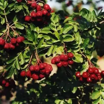 Рябина РУБИНОВАЯ сладкоплодная в Витебске