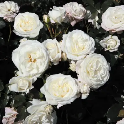 Роза АЛАБАСТЕР флорибунда в Витебске