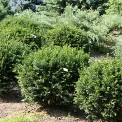 Тис НАНА остроконечный  в Витебске