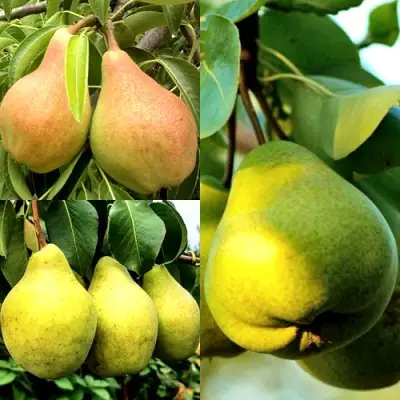 Комплект НАСТОЯЩИЙ ВОСТОРГ в Витебске