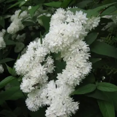 Дейция КАНДИДИССИМА шершавая в Витебске