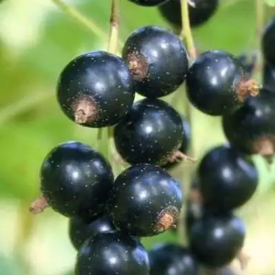 Смородина черная СТРЕЛЕЦ в Витебске