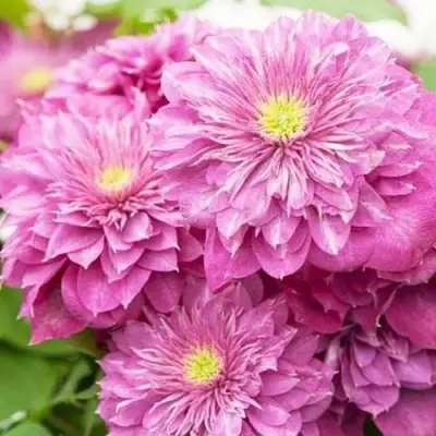 Клематис КАЙЗЕР в Витебске