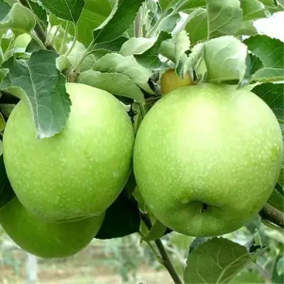 Яблоня РЕНЕТ СИМИРЕНКО в Витебске