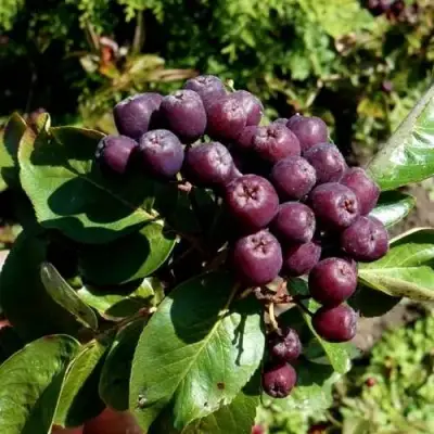 Рябина ЛИКЁРНАЯ сладкоплодная в Витебске