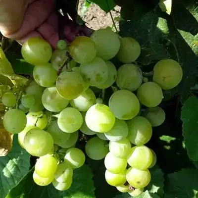 Виноград БАРС в Витебске