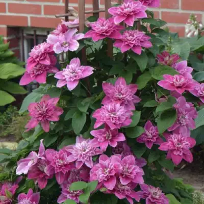 Клематис МАЙ ДАРЛИНГ  в Витебске