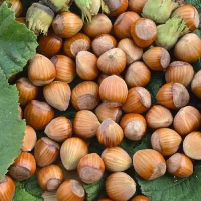 Фундук ТОНДА РОМАНА в Витебске