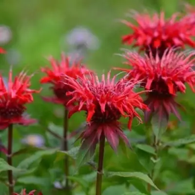 Монарда ПАНОРАМА РЕД в Витебске