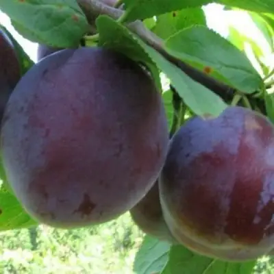 Слива СТАРТОВАЯ в Витебске