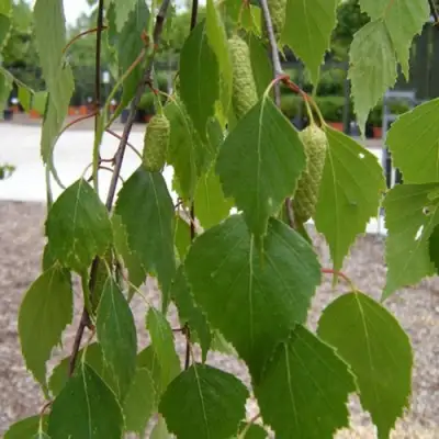 Береза ФАСЦИНЕЙШЕН белая  в Витебске