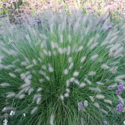 Пеннисетум ХАМЕЛН в Витебске