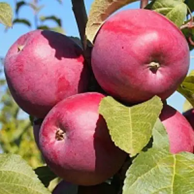 Яблоня ЗОРКА в Витебске