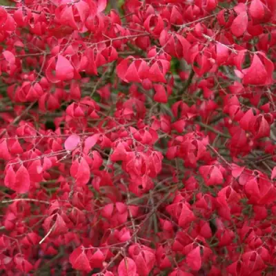 Бересклет КОМПАКТУС  в Витебске