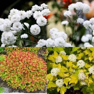 Комплект СОЛНЕЧНЫЙ МИКС в Витебске