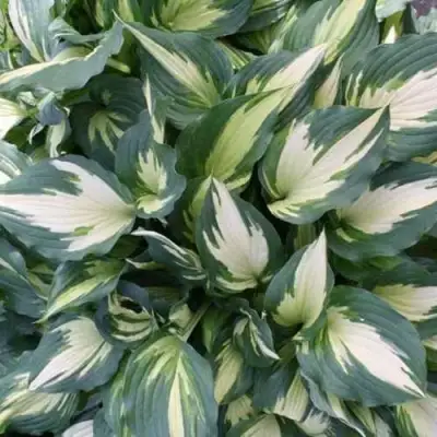 Хоста КРИСМАС КЭНДИ гибридная в Витебске