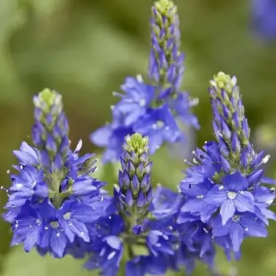 Вероника австрийская в Витебске