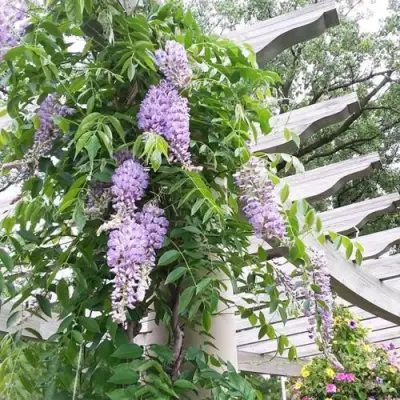 Глициния макростахия БЛЮ МУН в Витебске