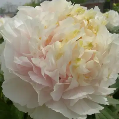 Пион ЗОЛОТОЙ ИЗУМРУД древовидный в Витебске