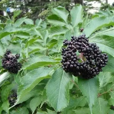 Бузина черная КЛАДЗЕЗЬ в Витебске