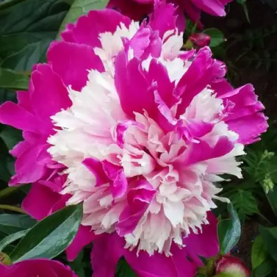 Пион КАПЛЯ РОСЫ травянистый в Витебске