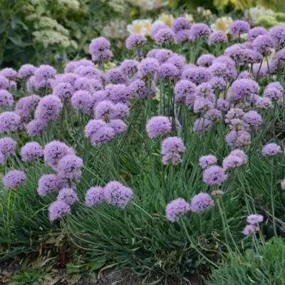 Лук ЛИЗА БЛЮ стареющий в Витебске